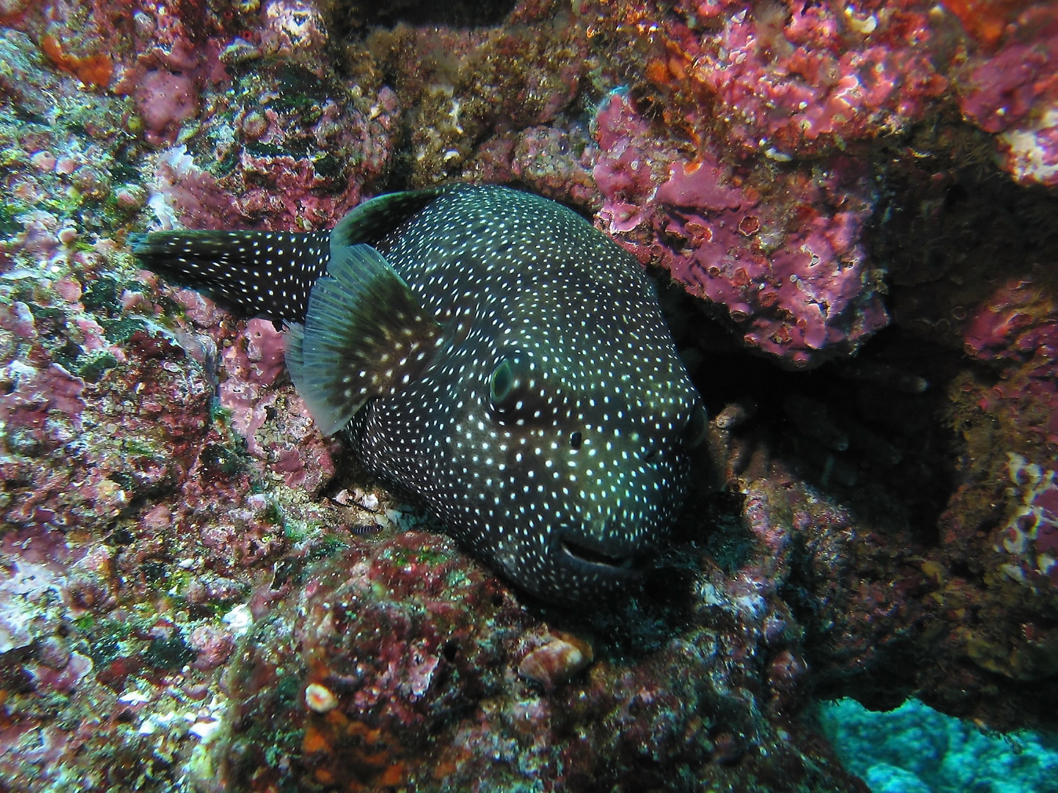 Guineafowl Puffer