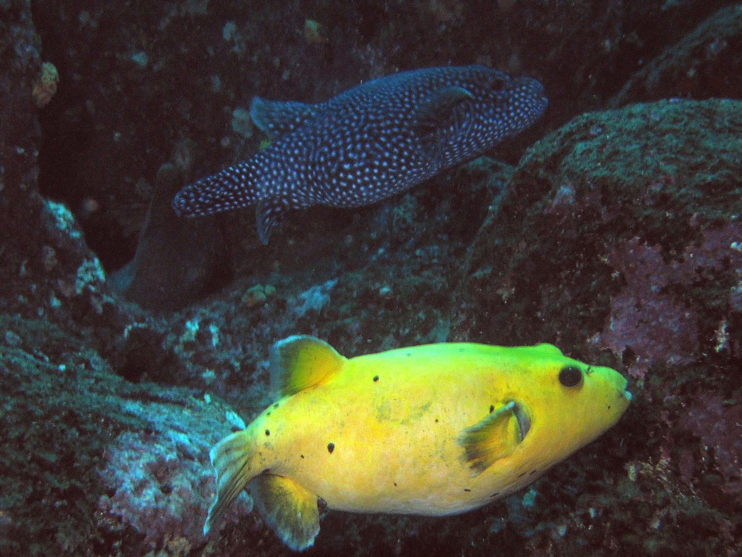 Guineafowl Puffers