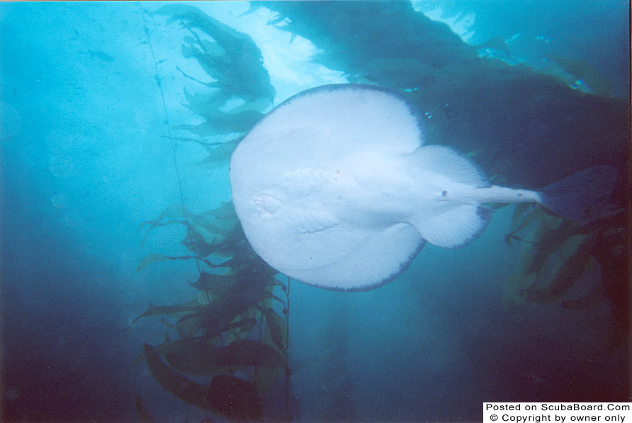 Guitar Fish with Kelp