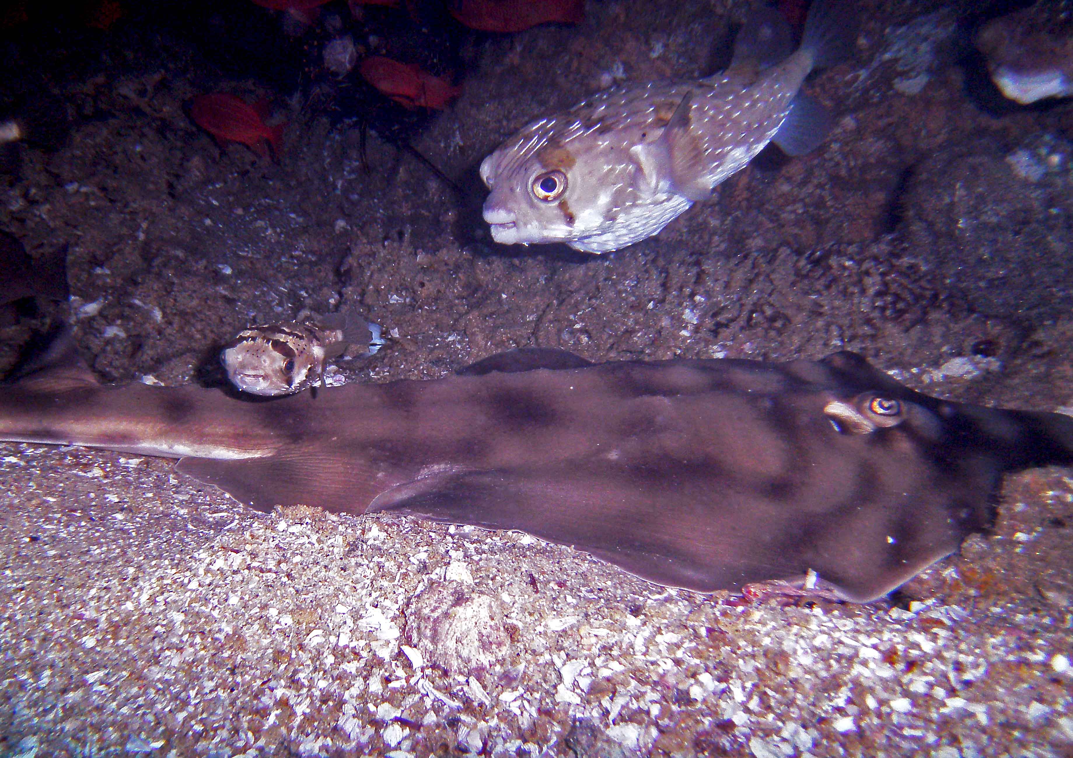 Guitar Shark @ Sea Of Cortez