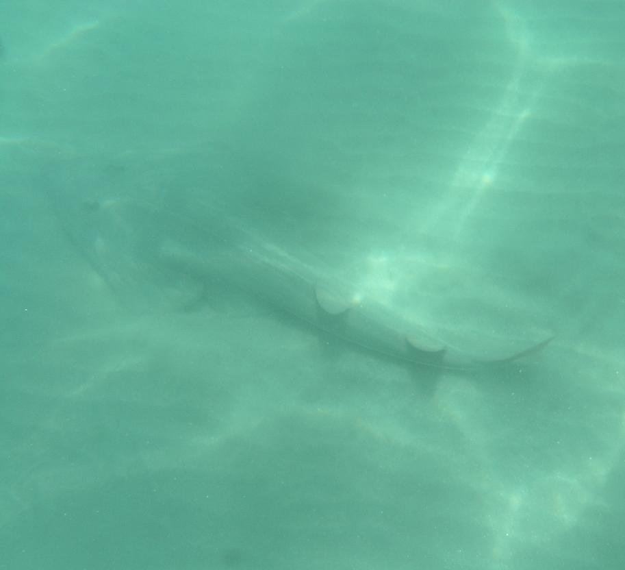 Guitarfish in LJ