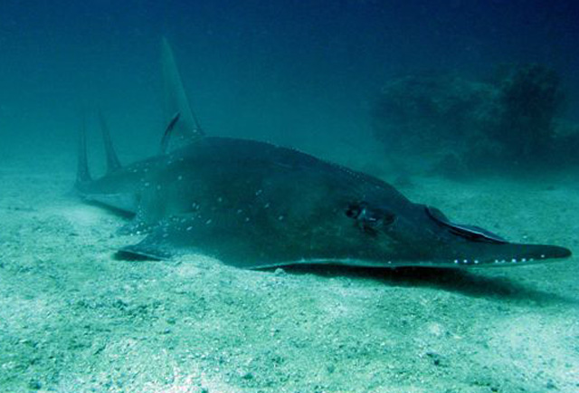 Guitarfish