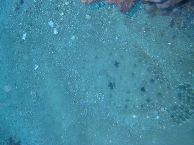 Gulf Flounder in Destin
