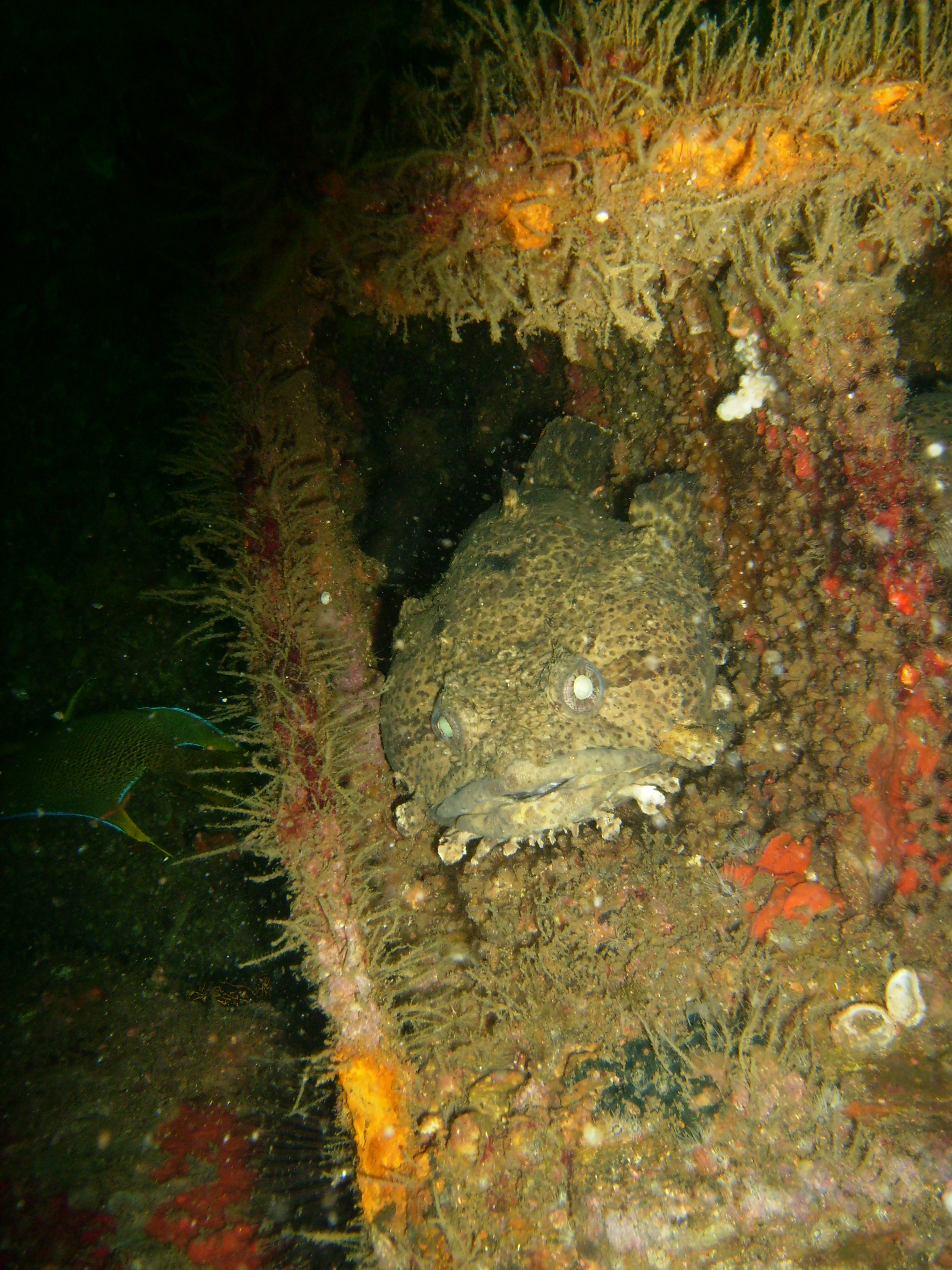 Gulf toafish hiding along PCB bridge span