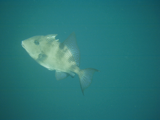 Gulf_Triggerfish