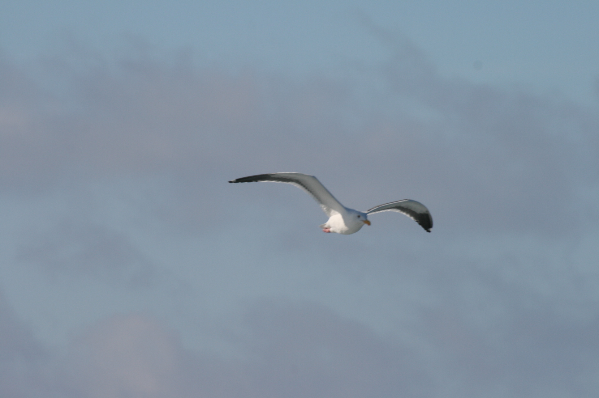 Gull_1