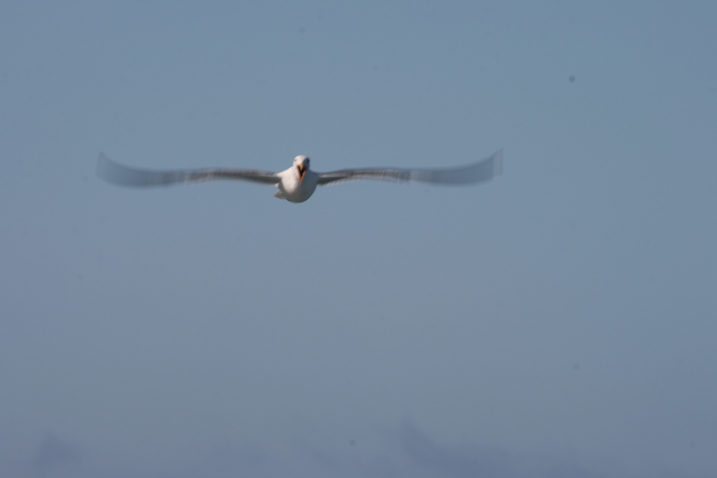 Gull_in_Motion