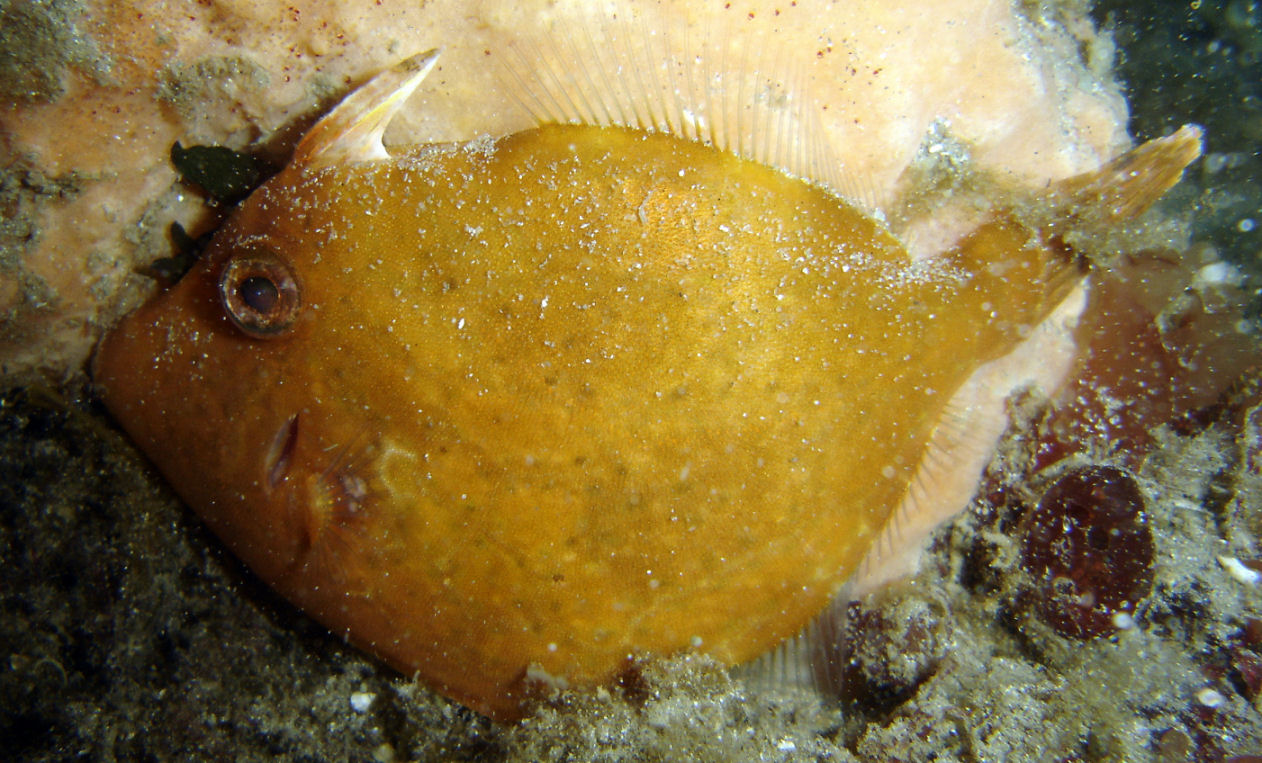 Gunn's Leatherjacket