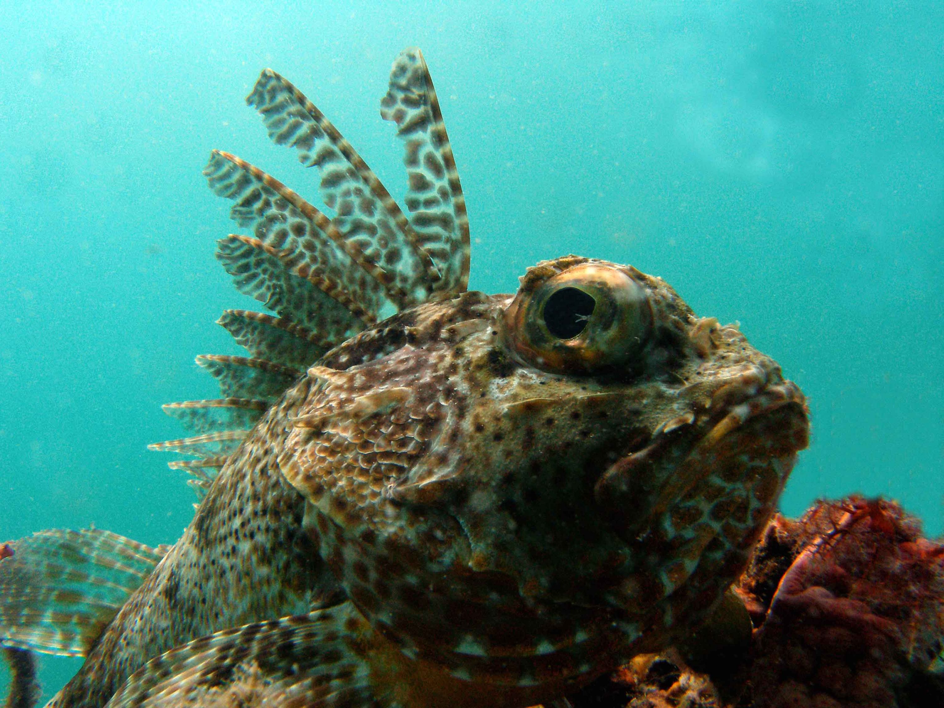 gurnard perch