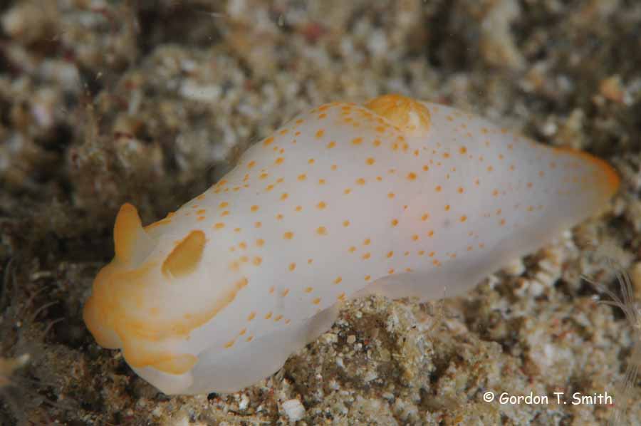 Gymnodoris bicolor