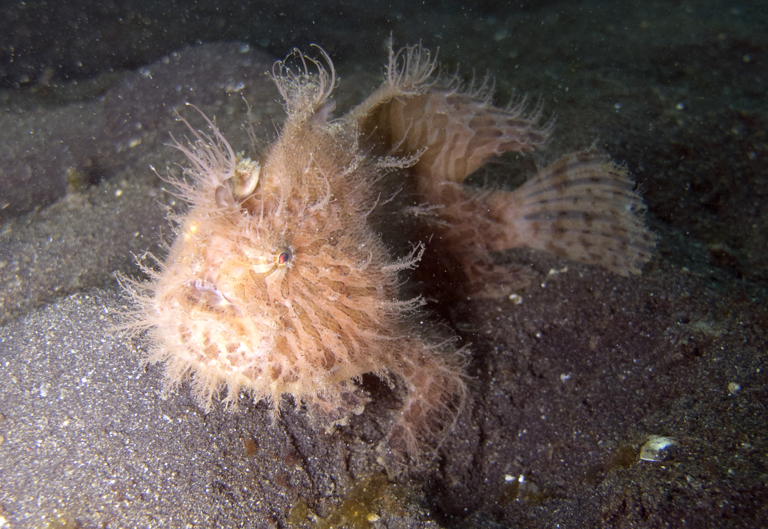Hairy frogfish, Lembeh