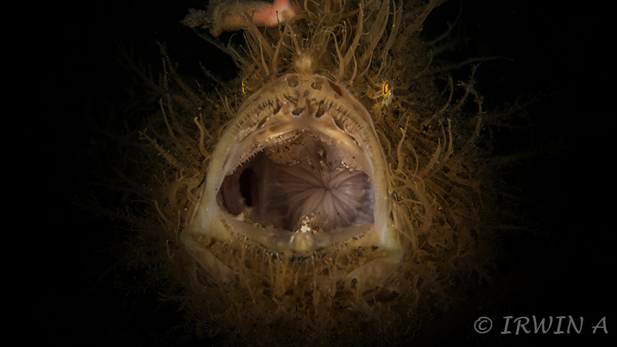 Hairy Frogfish ( Yawning )