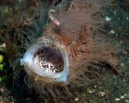 Hairy Frogfish