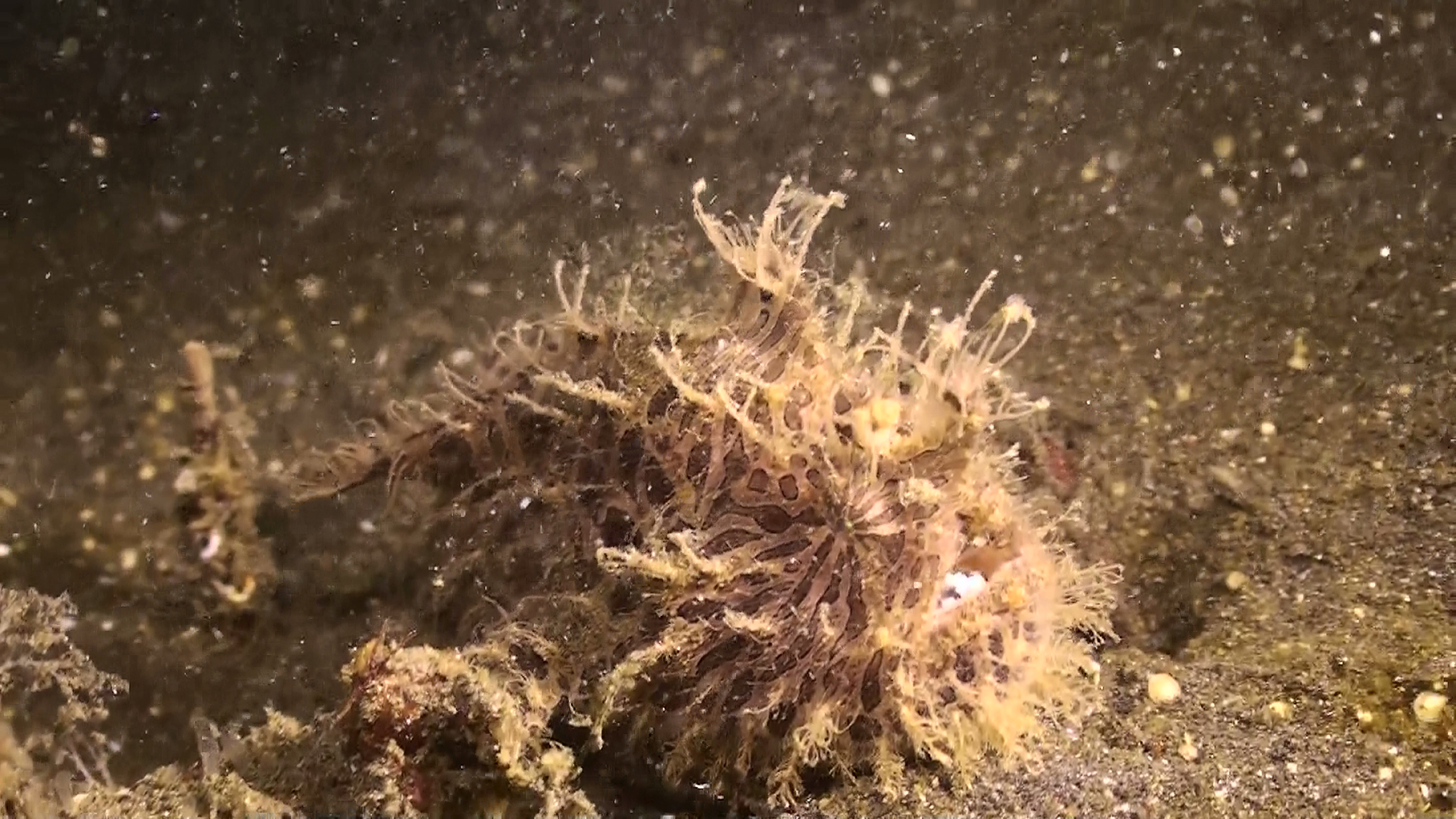 Hairy Frogfish