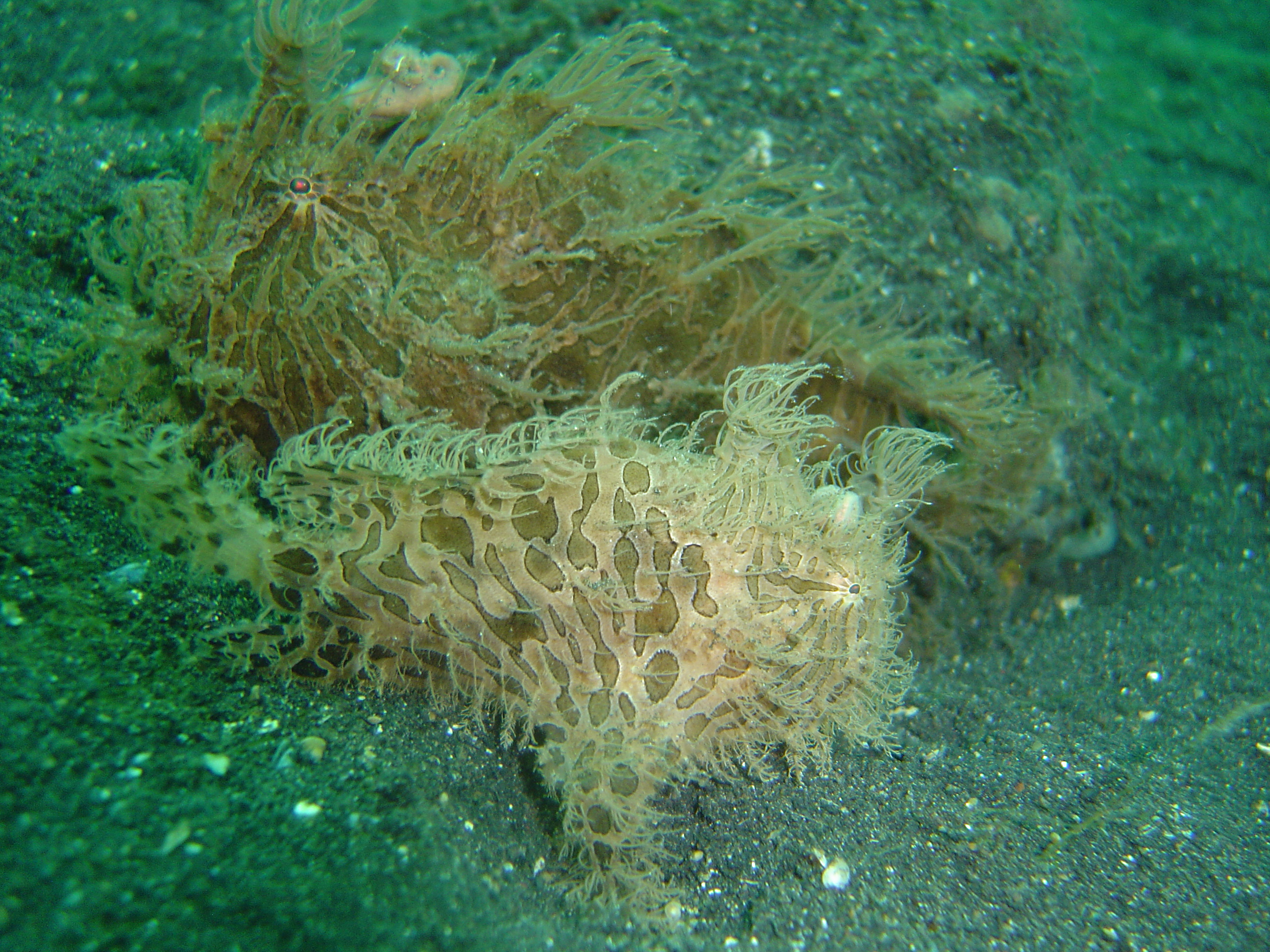 hairy frogfishes
