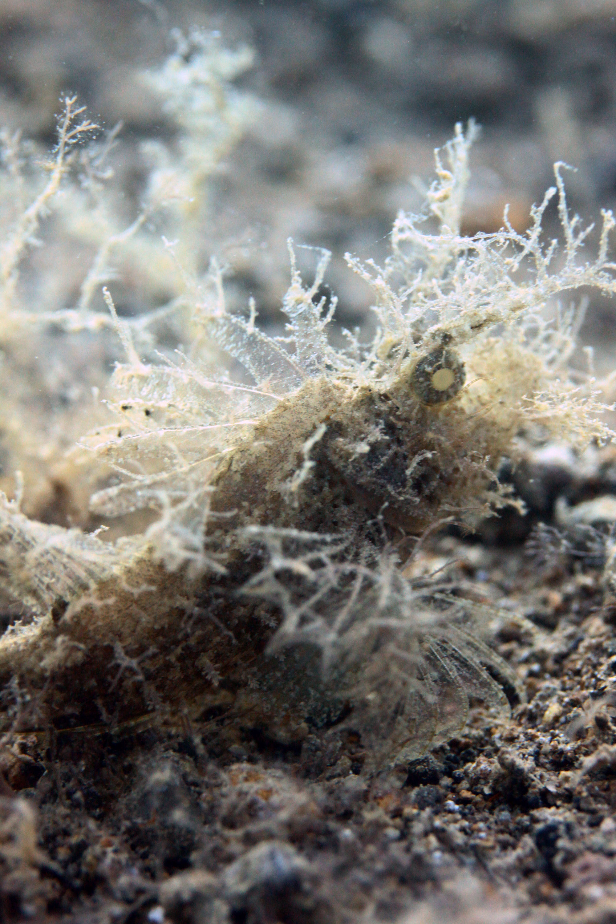 Hairy Scorpion Fish?