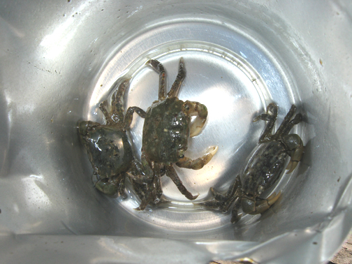 Hairy Shore Crabs