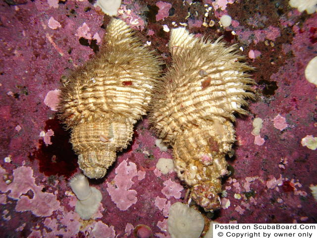 Hairy Snails with HitchHikers