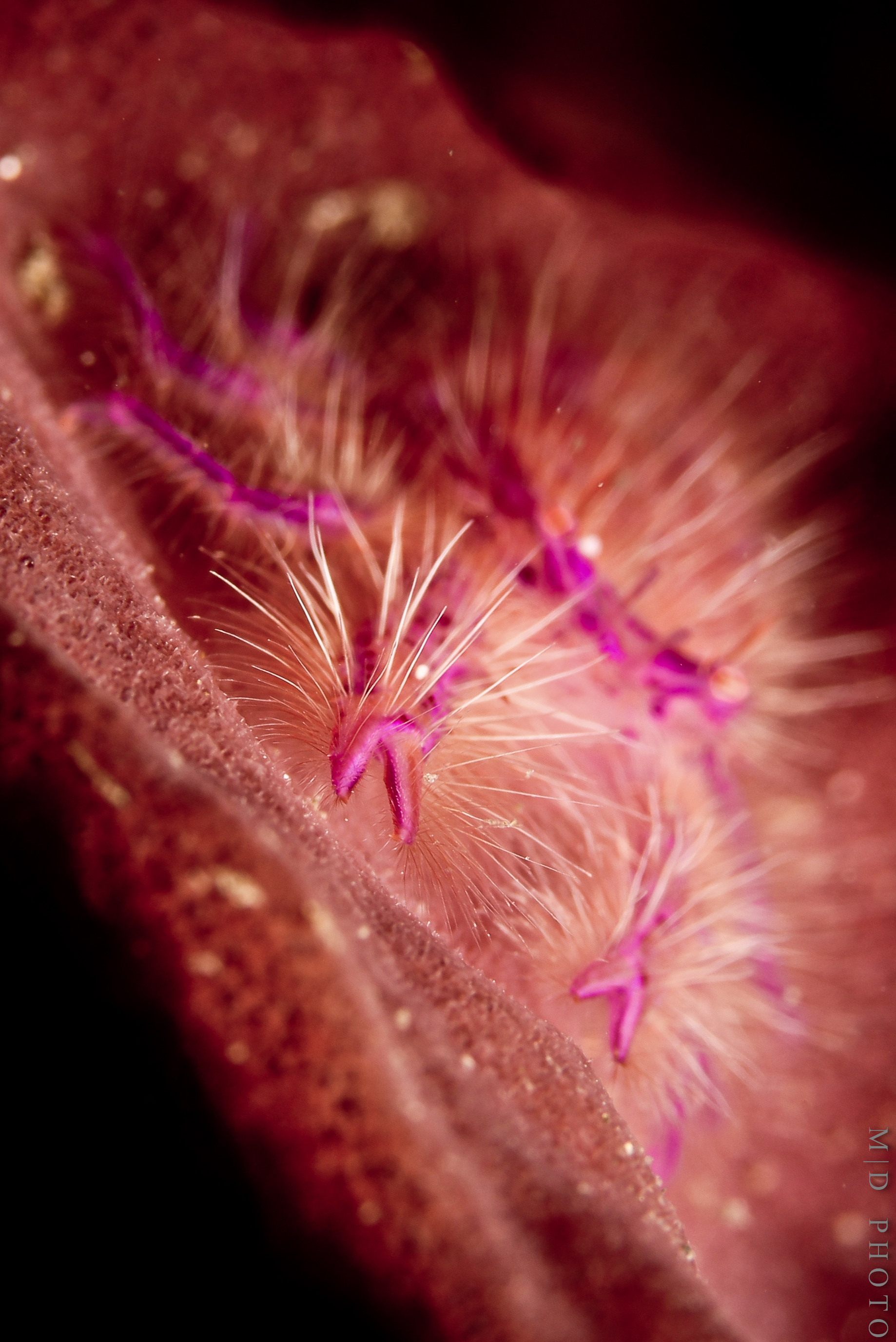 Hairy Squat Lobster   www.nautilusdivingbali.com  @ Tulamben / Padang Bai B