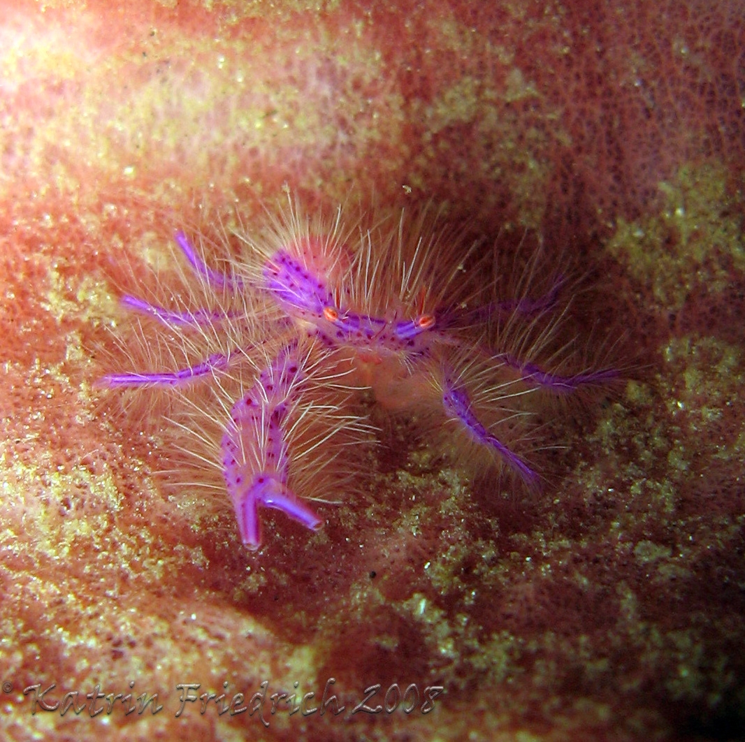 hairy squatlobster