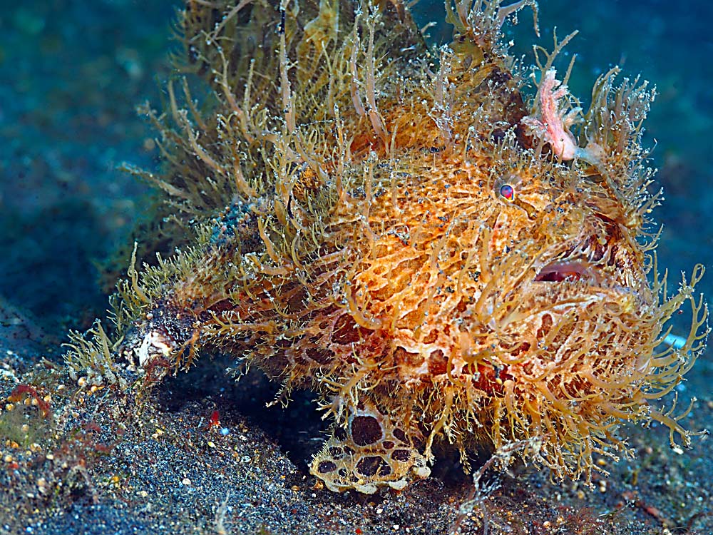 Hairy_Frogfish