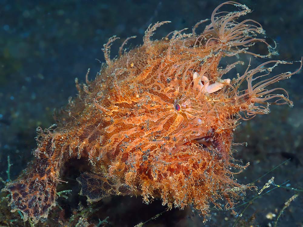 Hairy_Frogfish_2