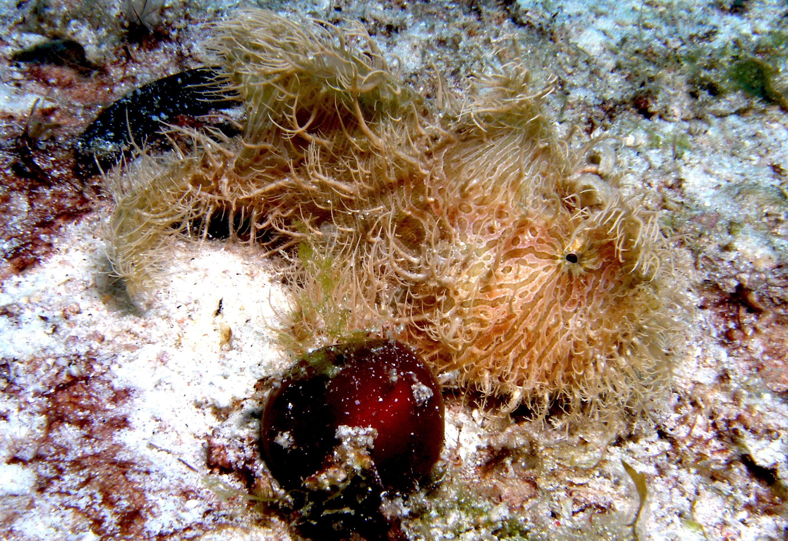 Hairy_Frogfish_Mala_5