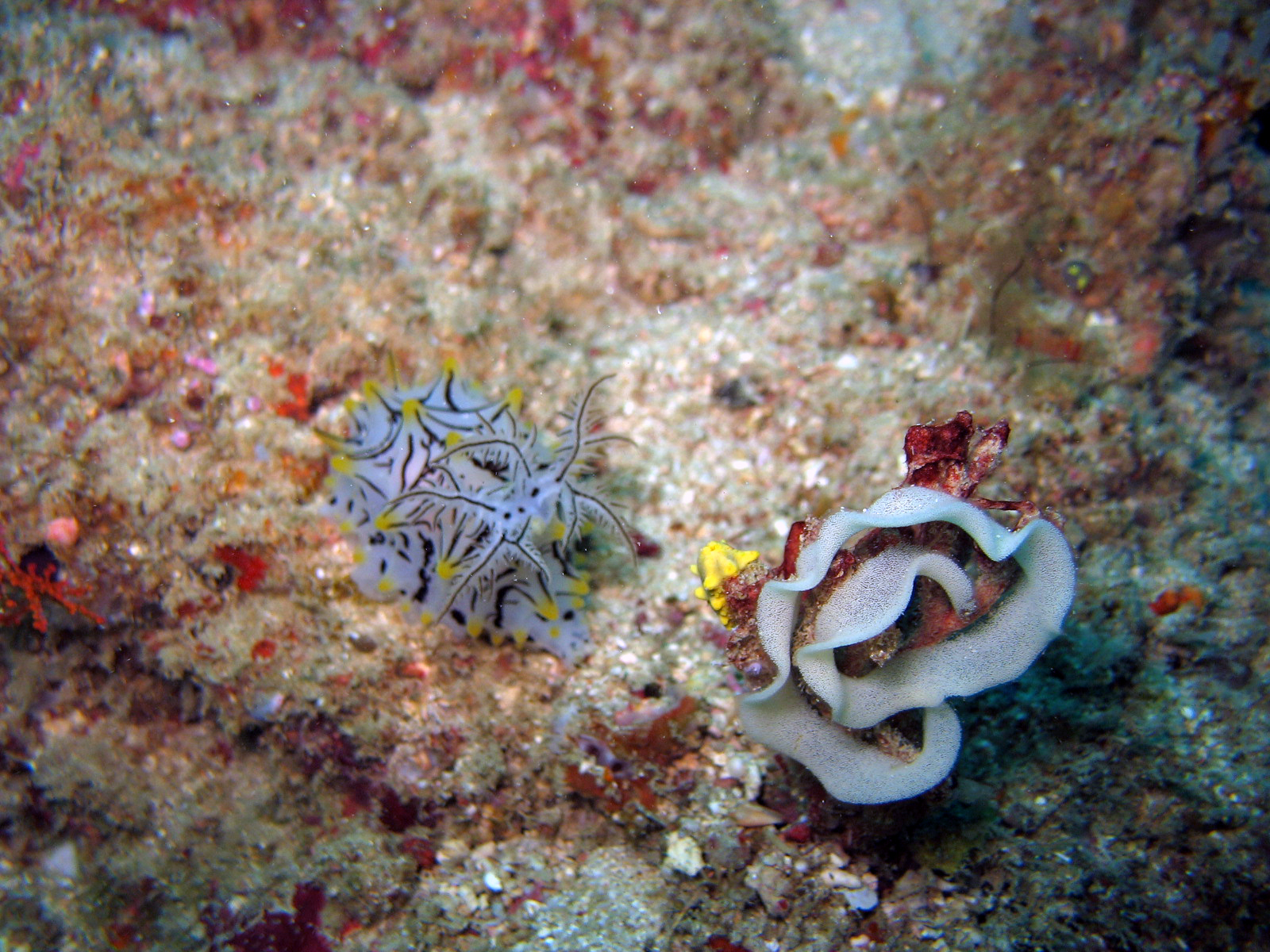 Halgerda okinawa after laying eggs