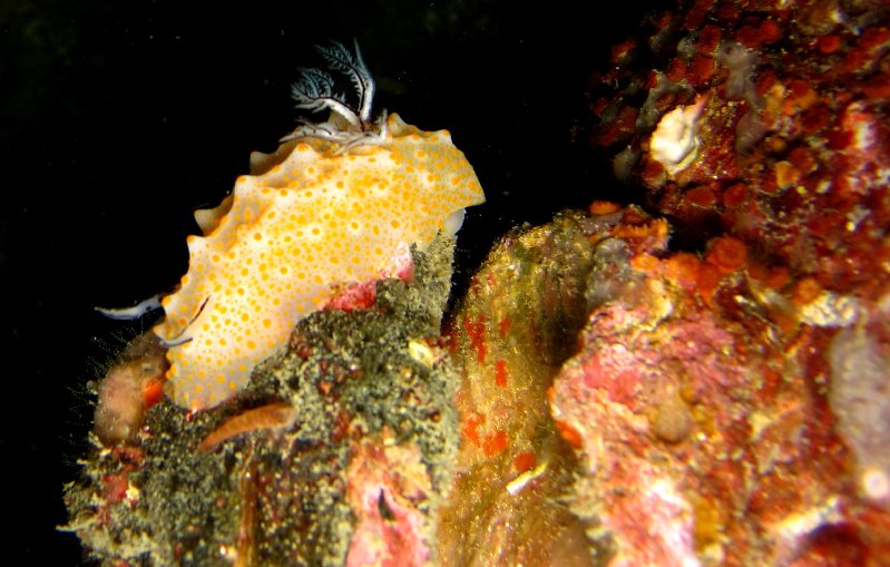 Halgerda_nudibranch