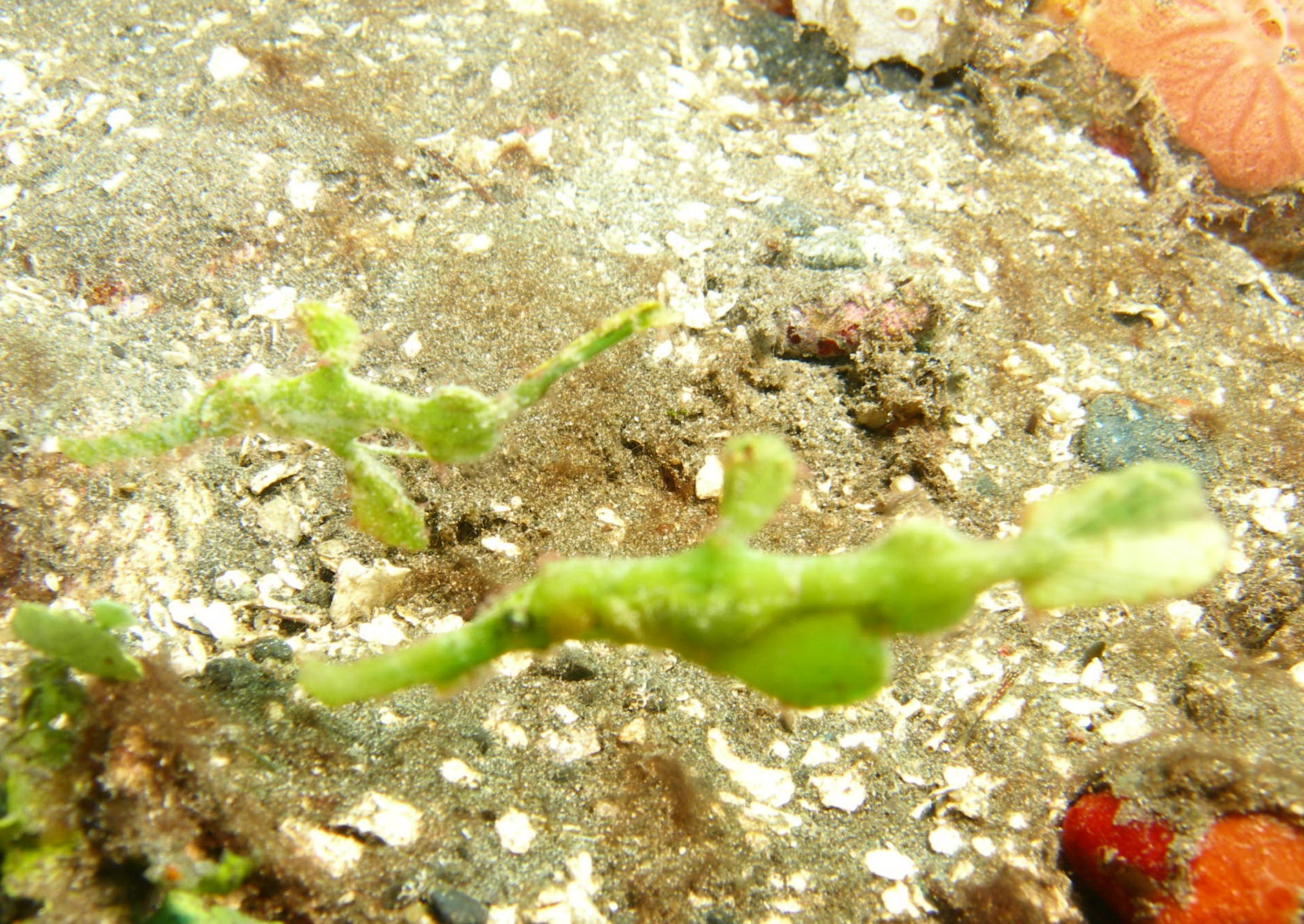 HALIMEDA Ghost Pipefish