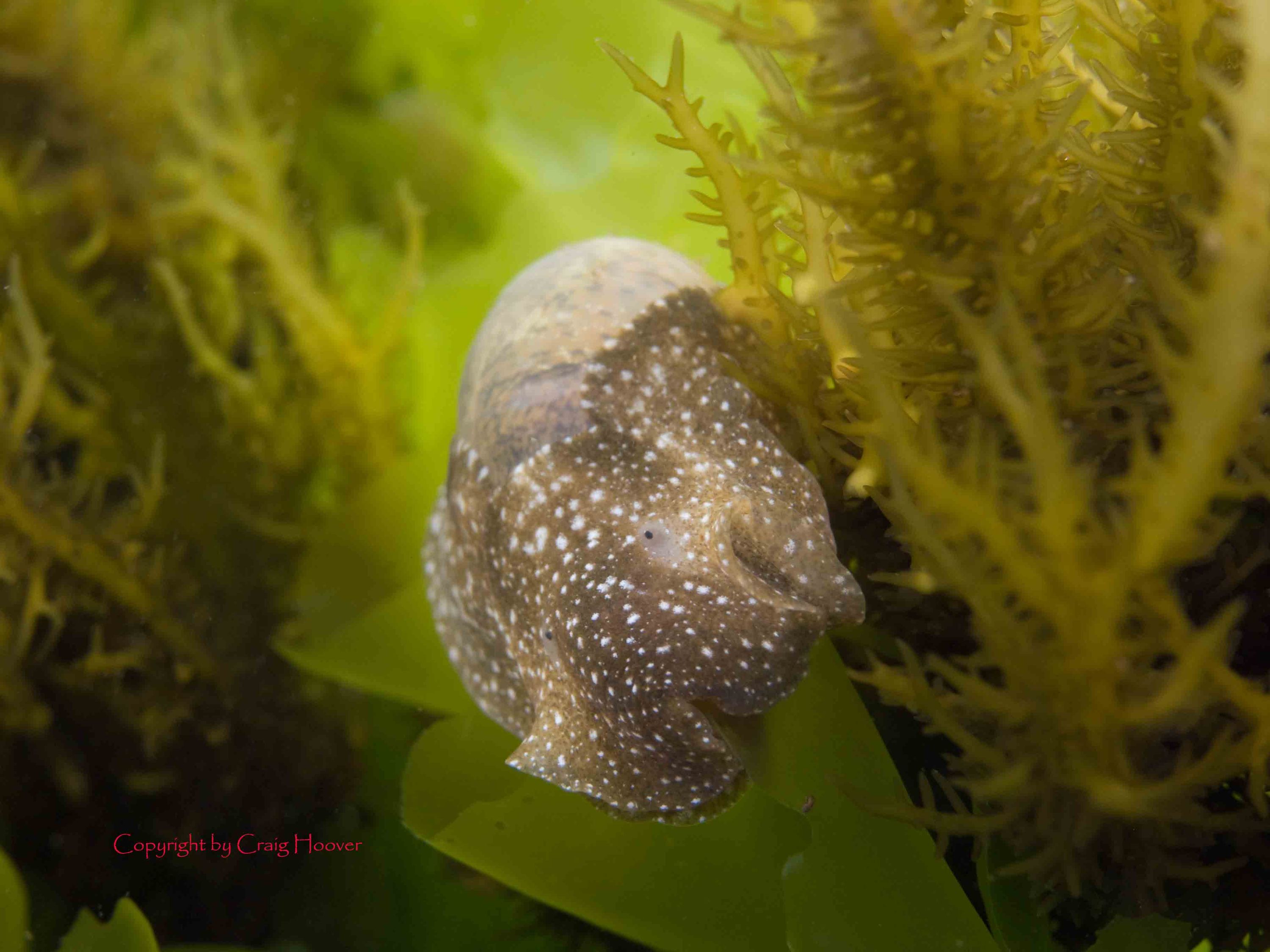 Haminoea_virescens