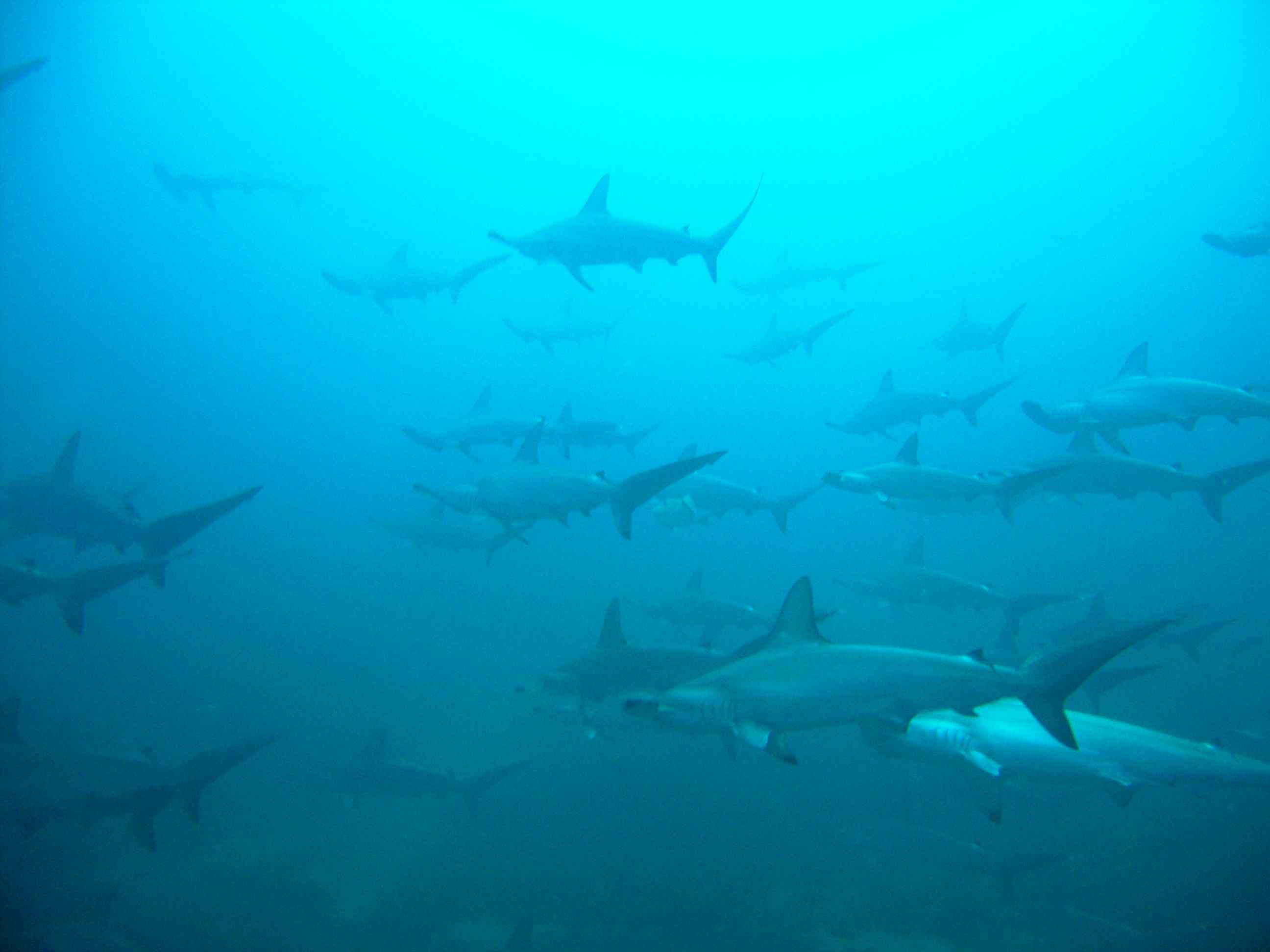 Hammerhead sharks at El Bajo