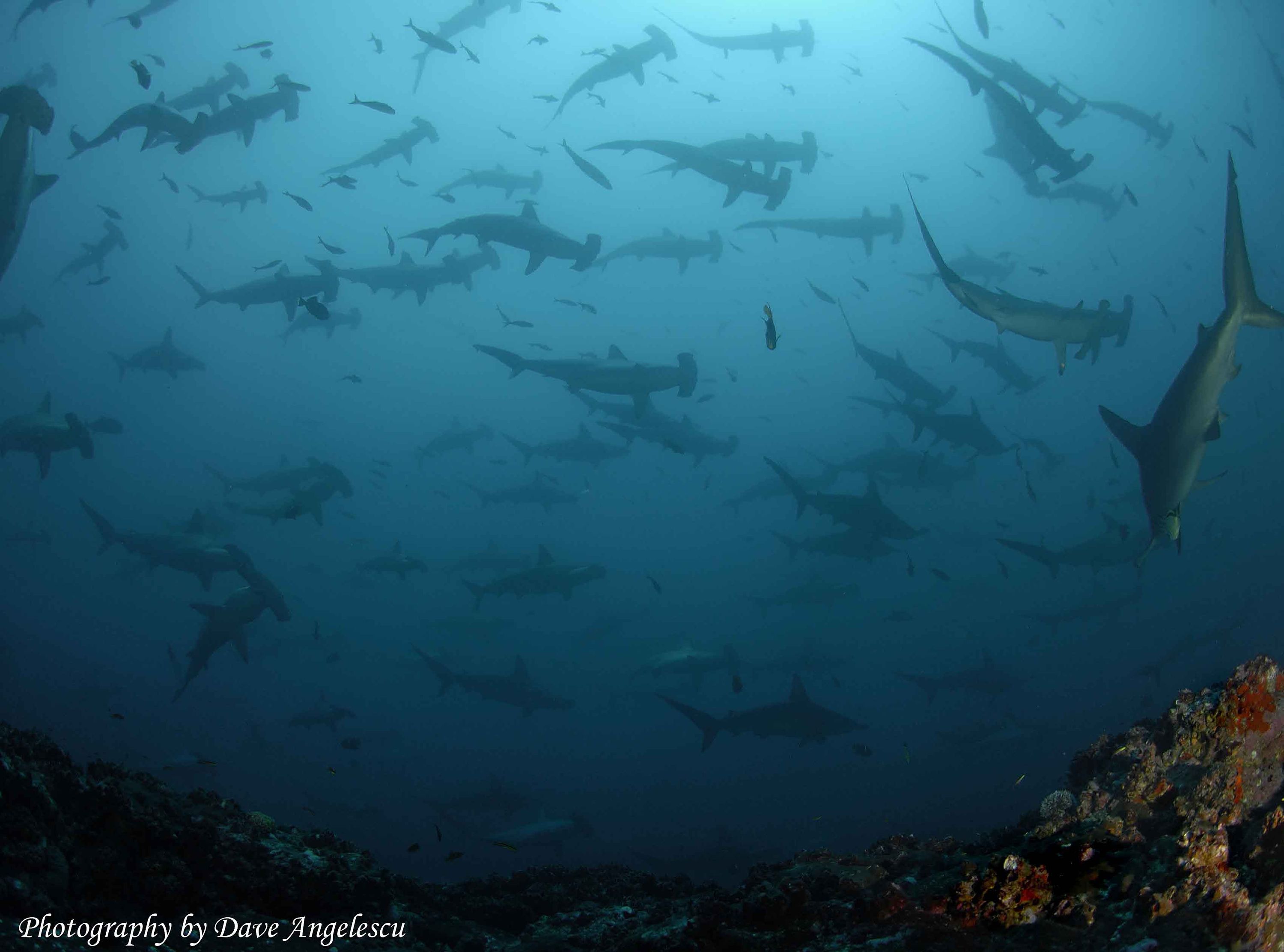 Hammerhead Sharks of Coco's Island