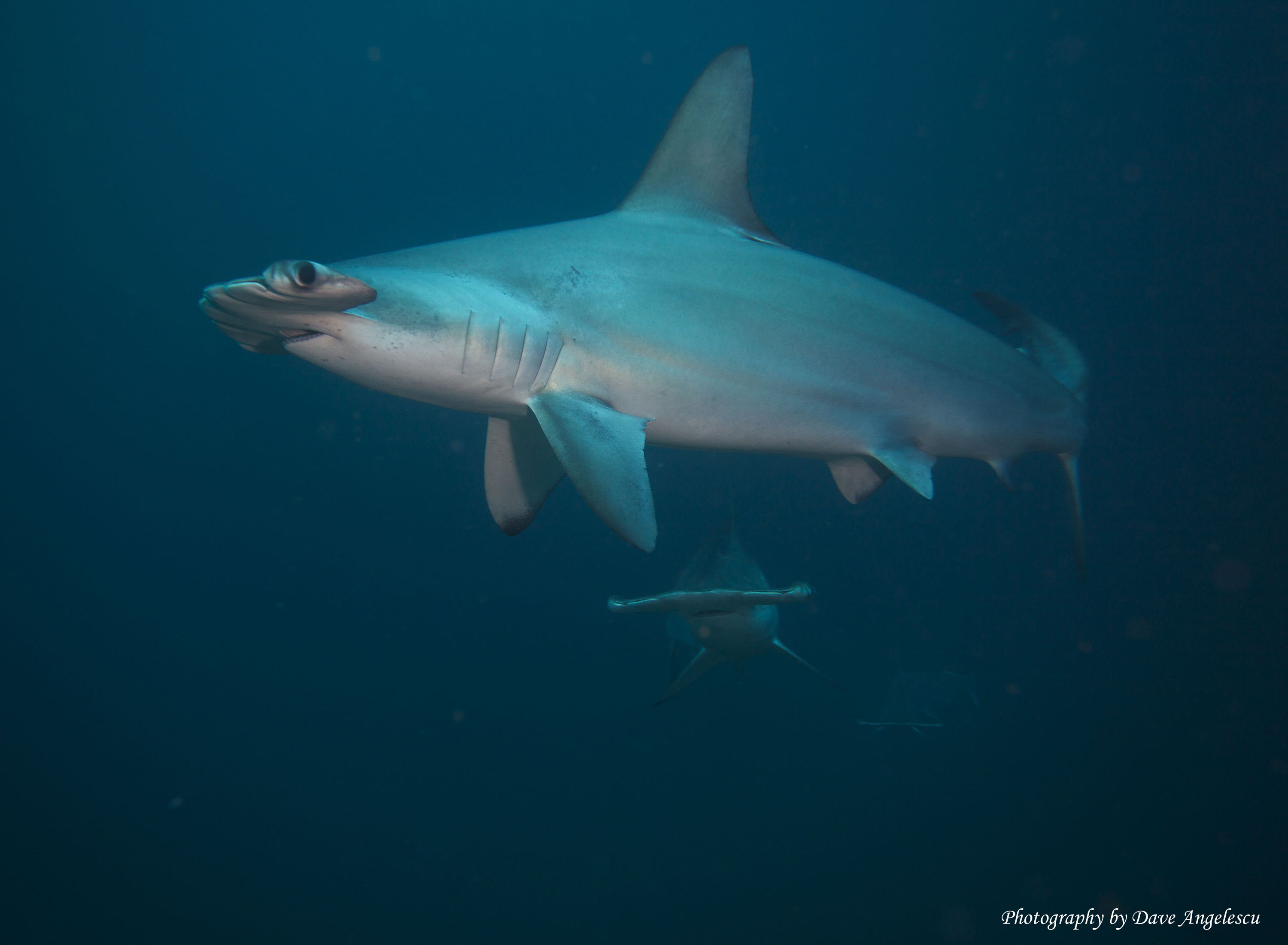 Hammerhead Sharks of Coco's Island