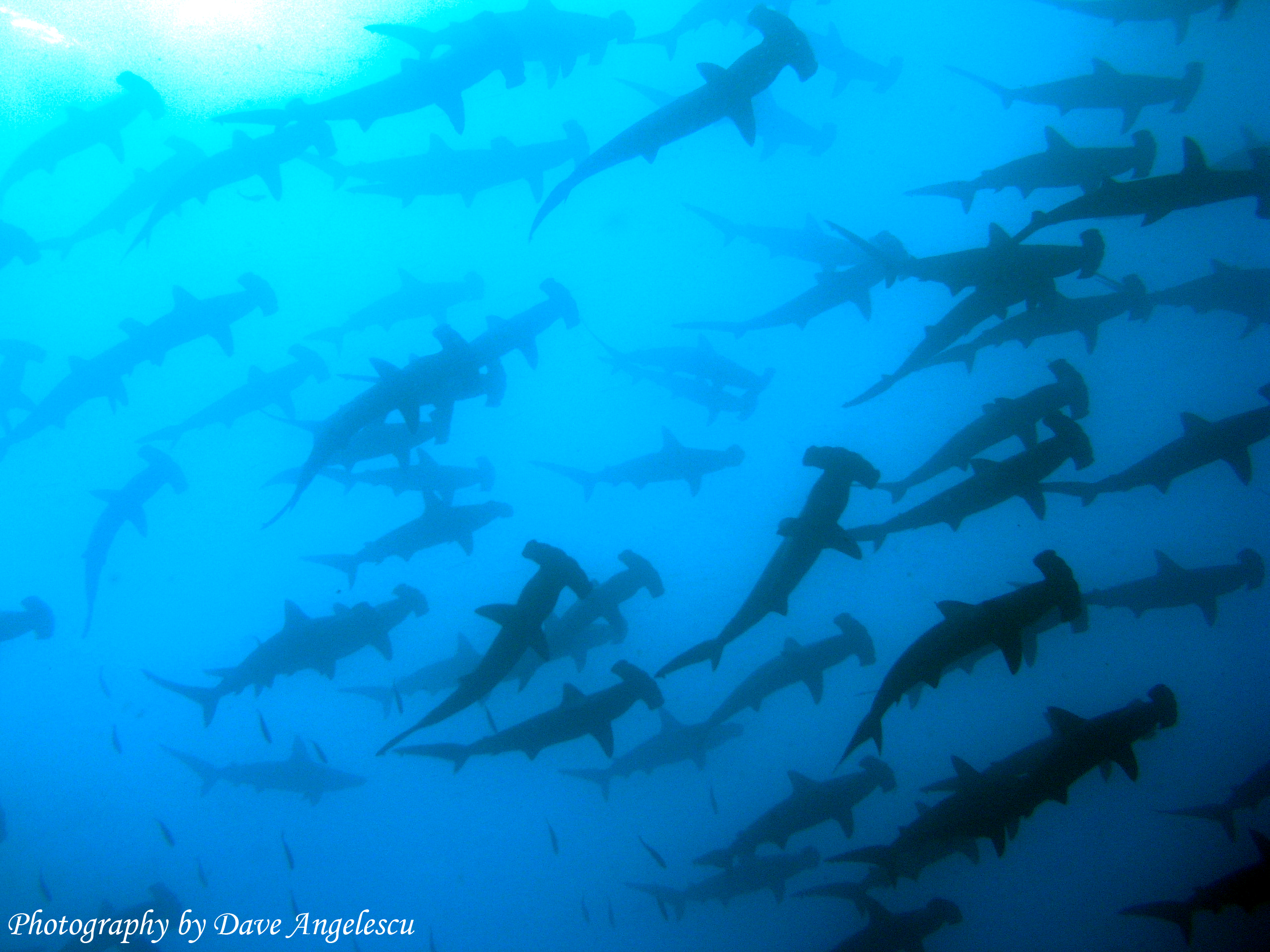 Hammerhead Sharks of Coco's Island