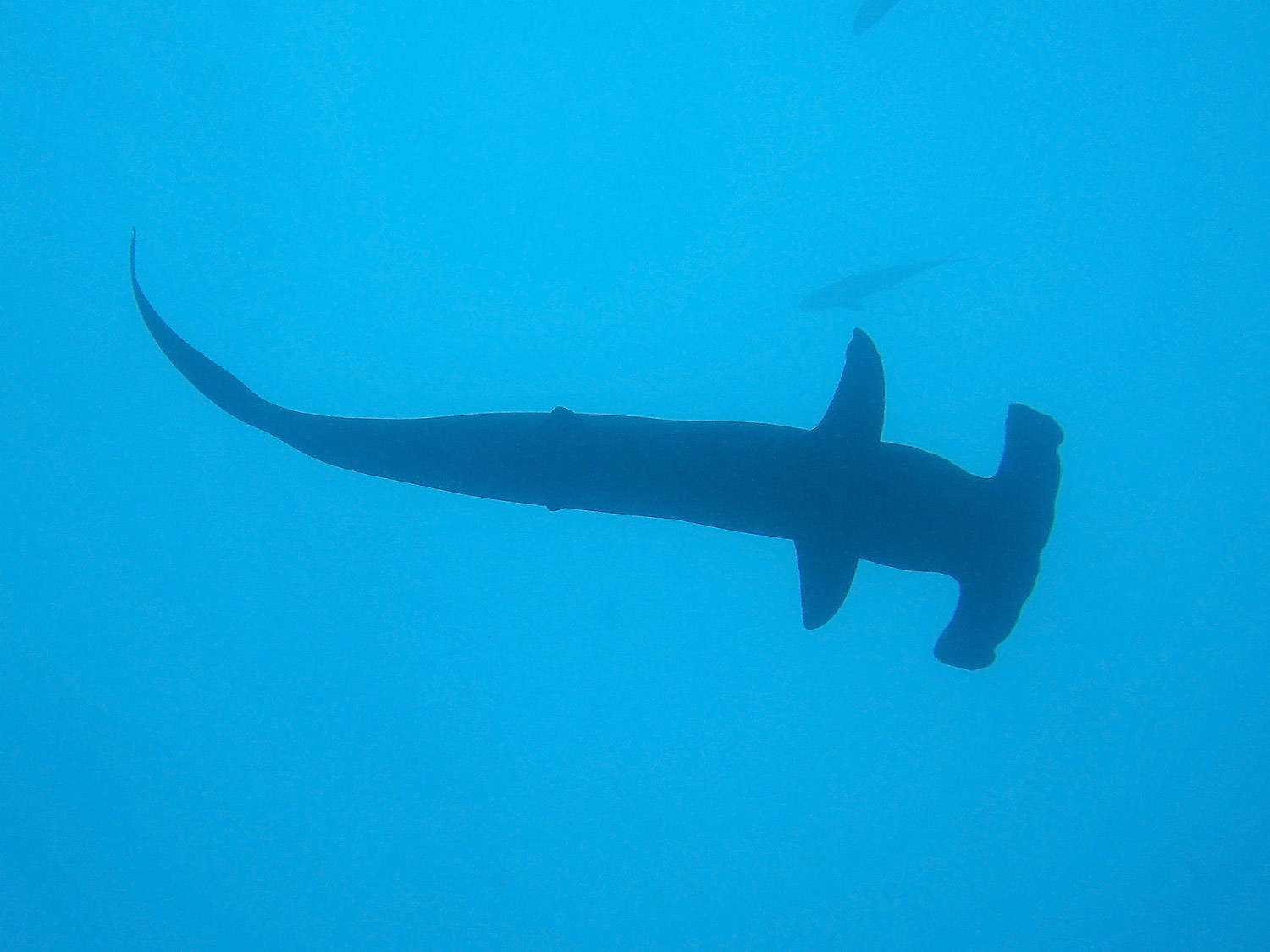 Hammerhead silhouette