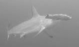 hammerhead4