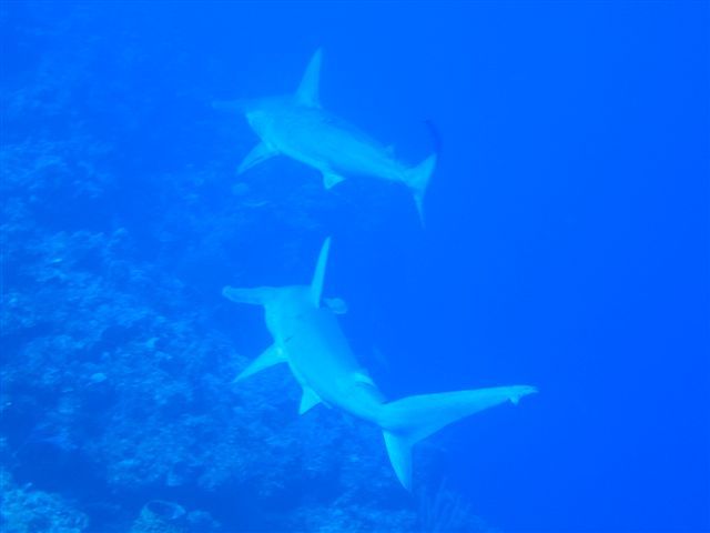 Hammerhead_Sharks