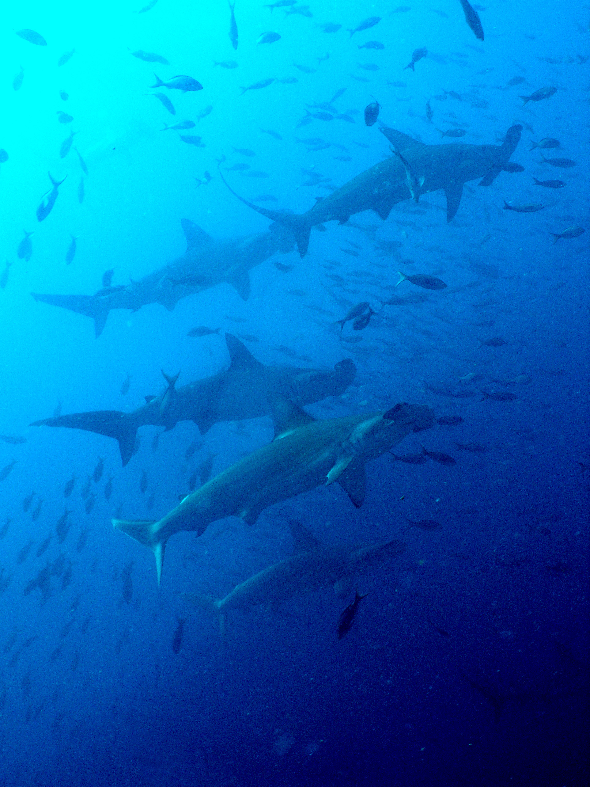 Hammerheads in Galapagos