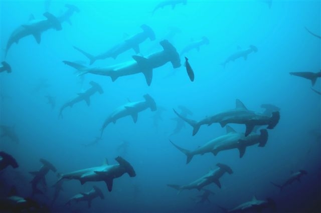 Hammerheads_at_Cocos_Islands_06