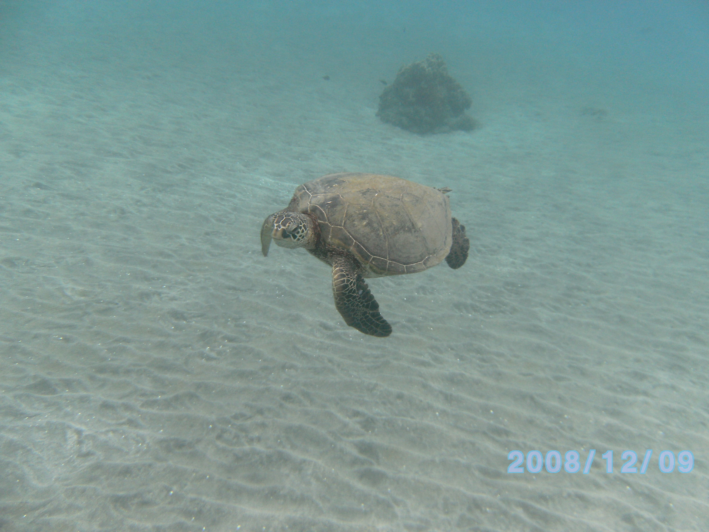 Hanging with turtles in Olowalu bay