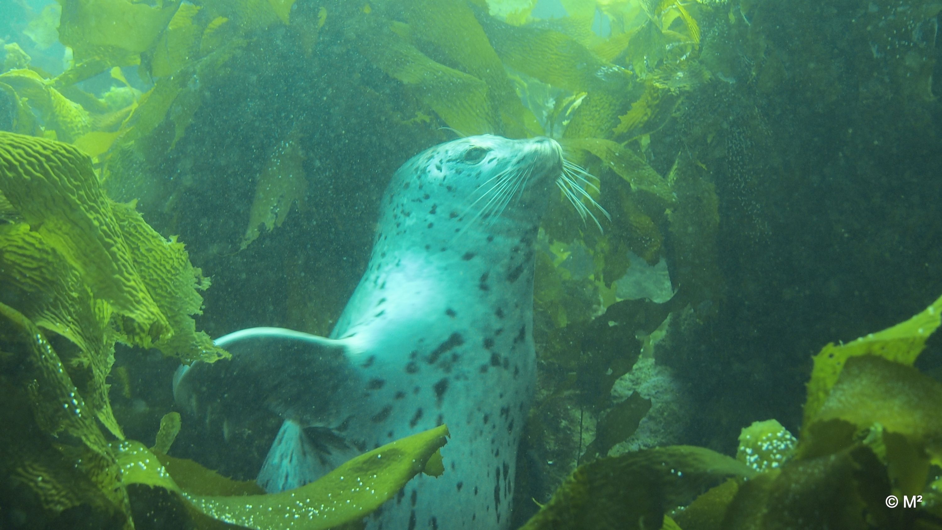 Harbor Seal