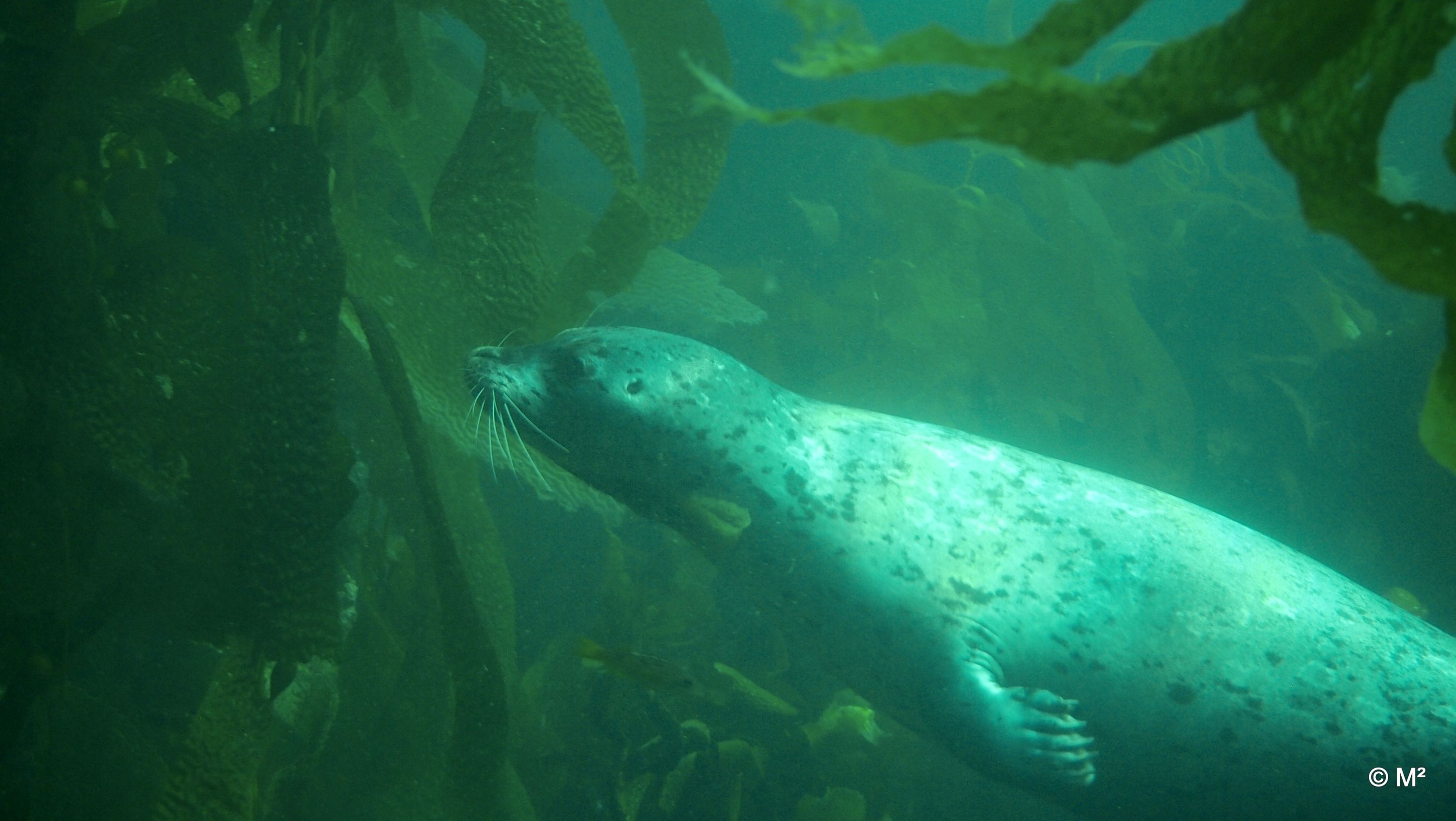 Harbor Seal