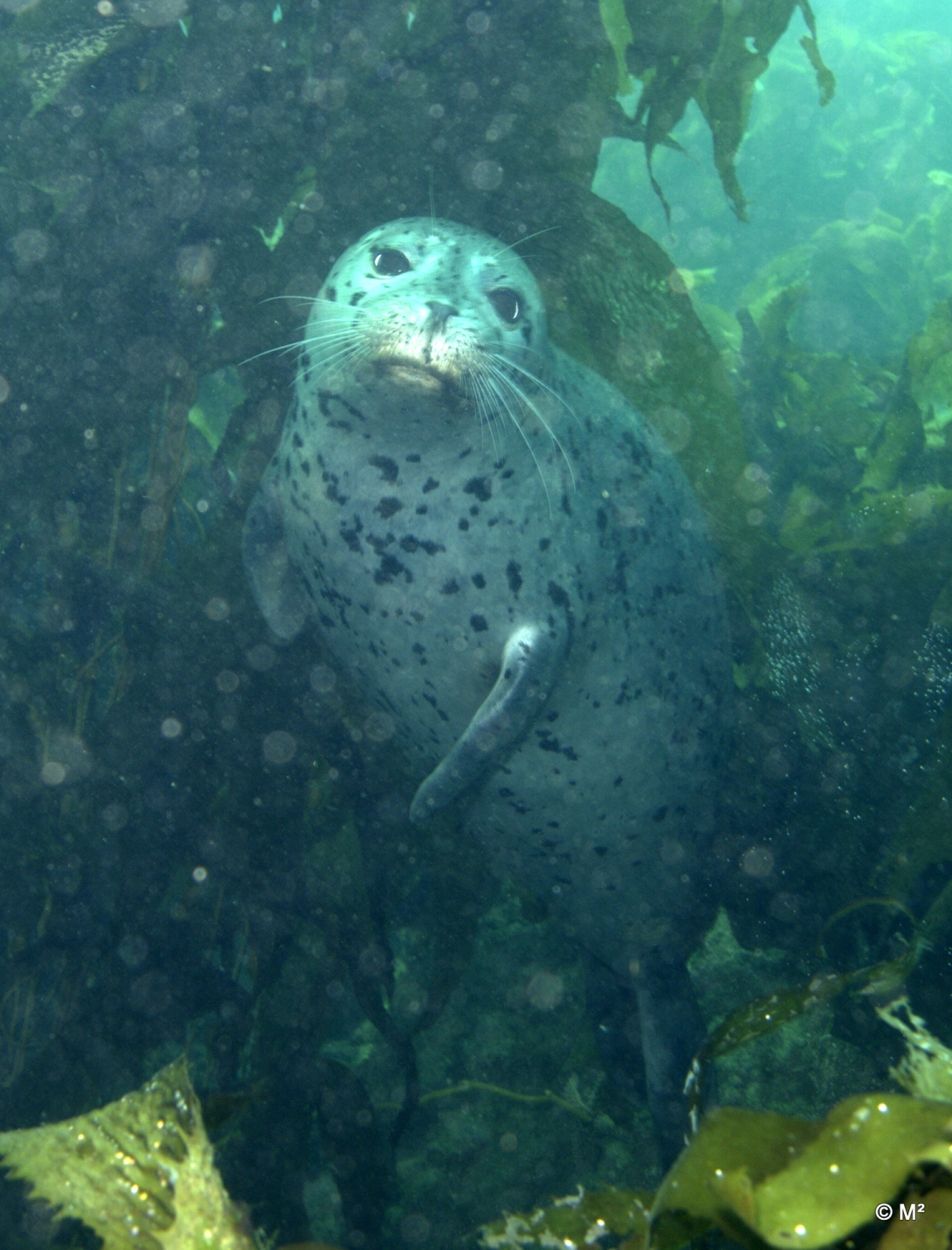 Harbor Seal