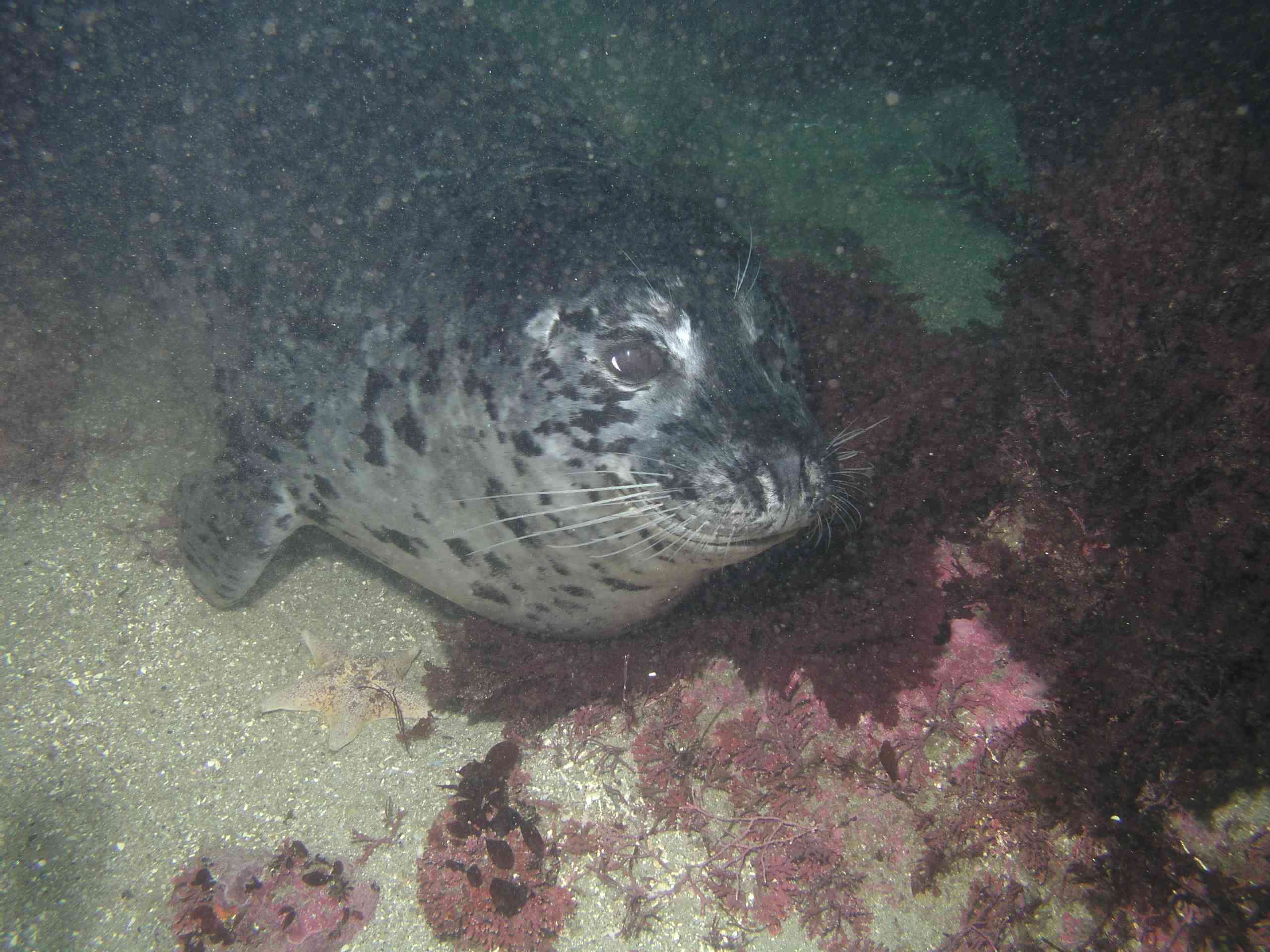 Harbor Seal