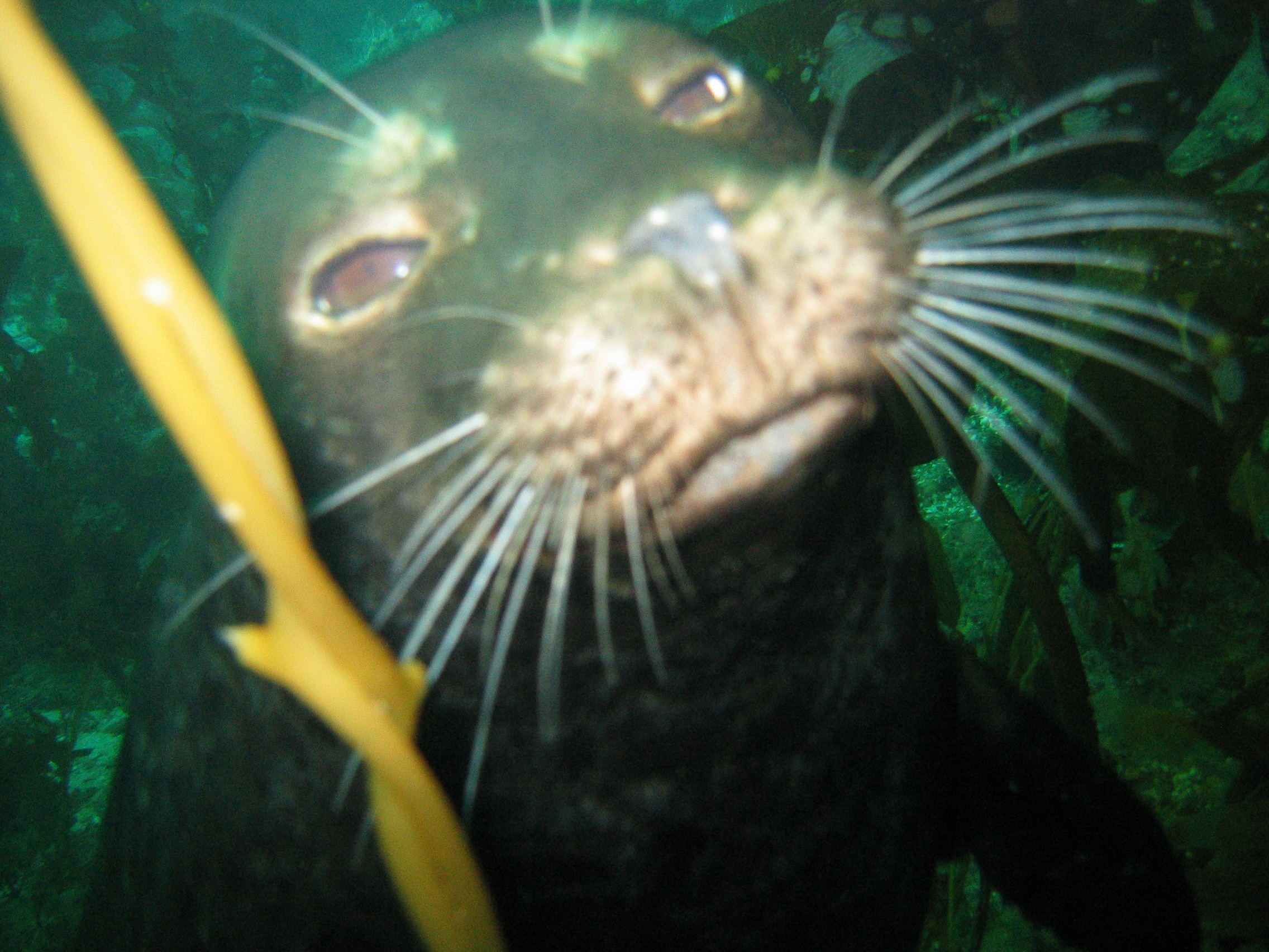 harbor seal