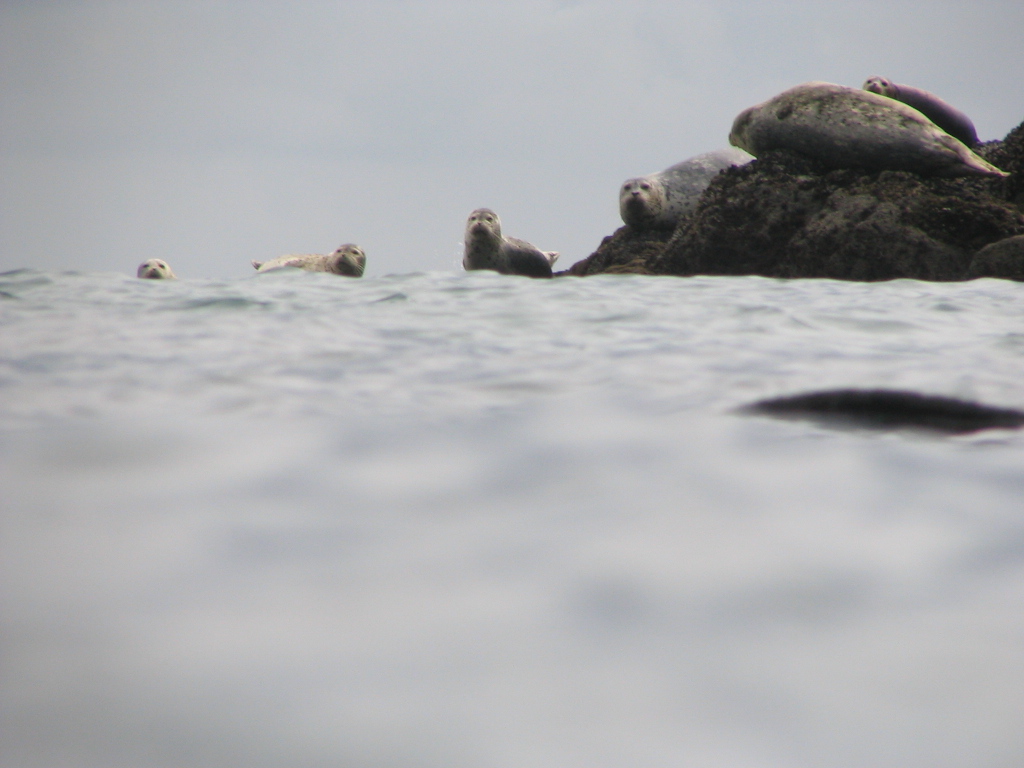 Harbor seals watching