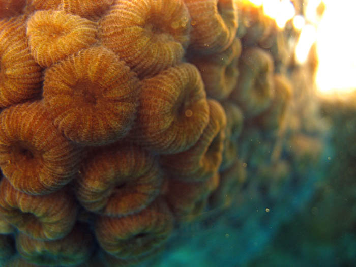 Hard coral close up