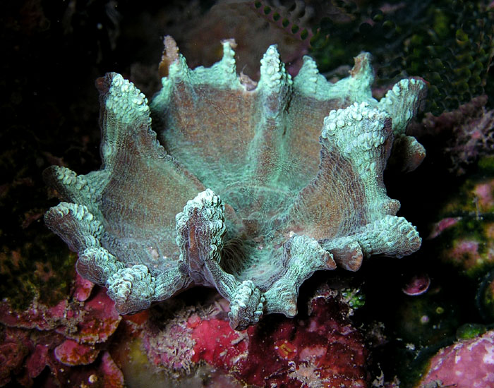 Hard Coral Cup