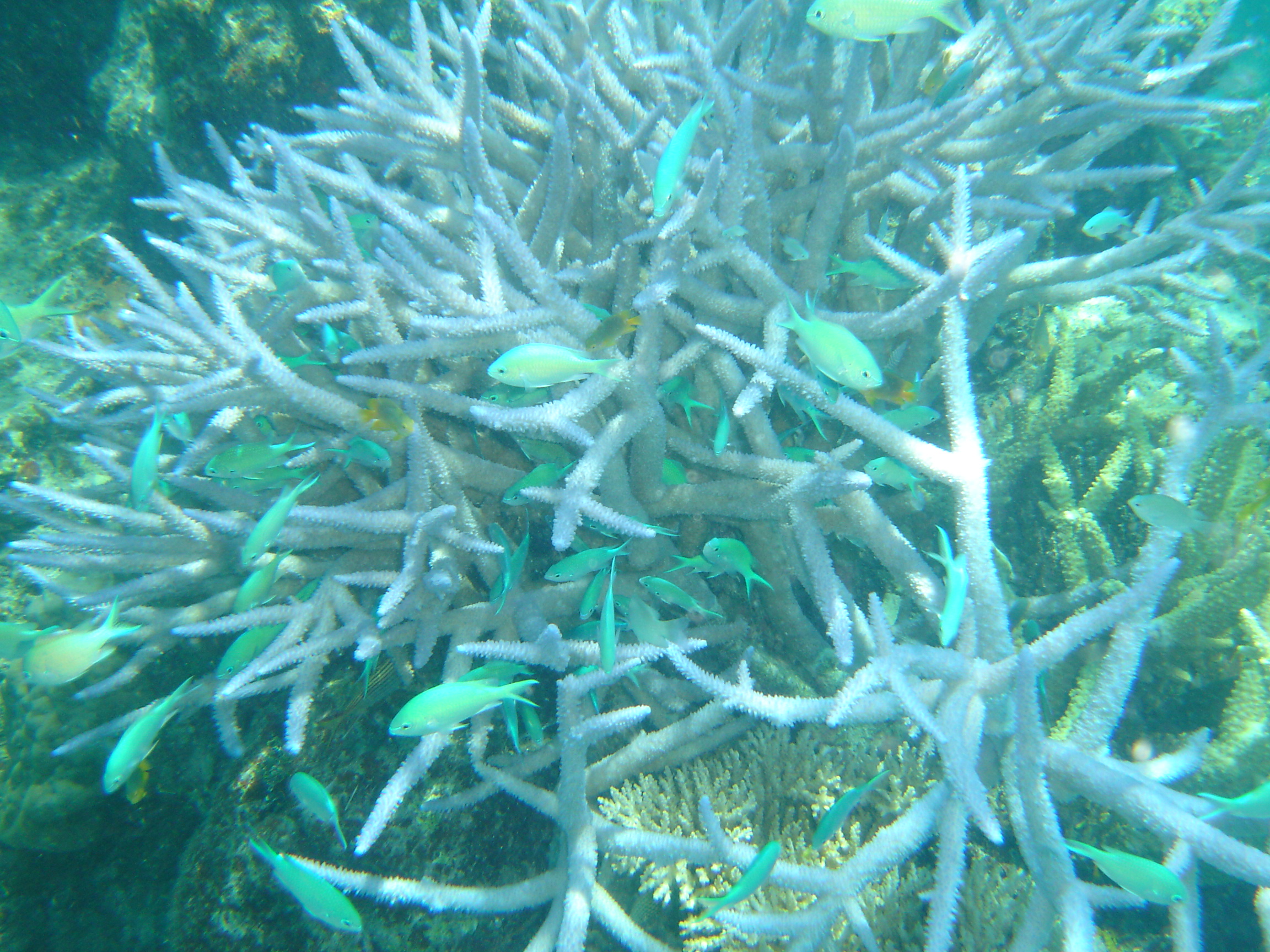hard coral fiji